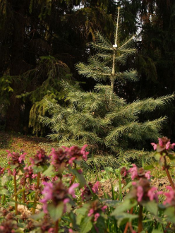 Baracsi úti Arborétum – 2. kép